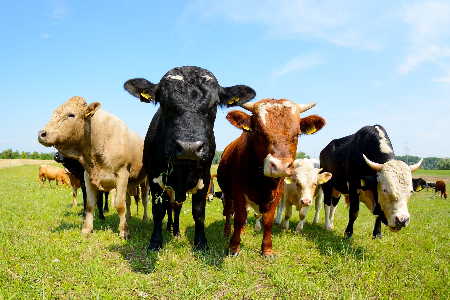 Cows in the Farm